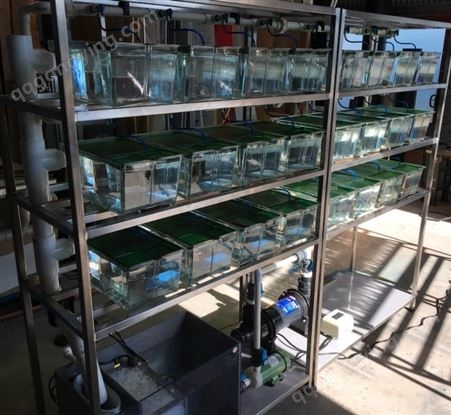 上海厂家生产销售 鱼类毒理实验养殖系统  四层双排斑马鱼养殖系统