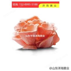 食用菌 种子菌包 农产品厂家自制 泽海红平菇