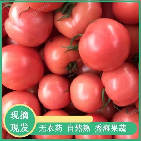 非转基因硬粉西红柿 适合小菜园阳台种植 耐储运