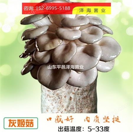 食用菌 种子菌包 农产品厂家自制 姬菇