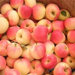 双矮红富士苹果 每年有红富士苹果入冷库