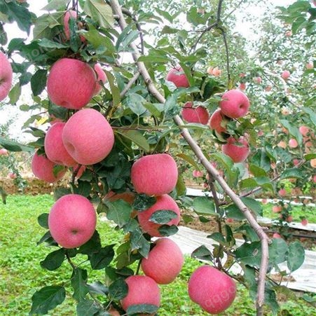 太原辽宁红富士苹果 疫情对红富士苹果的影响