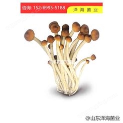 批发茶树菇颗粒种 茶树菇菌包价格