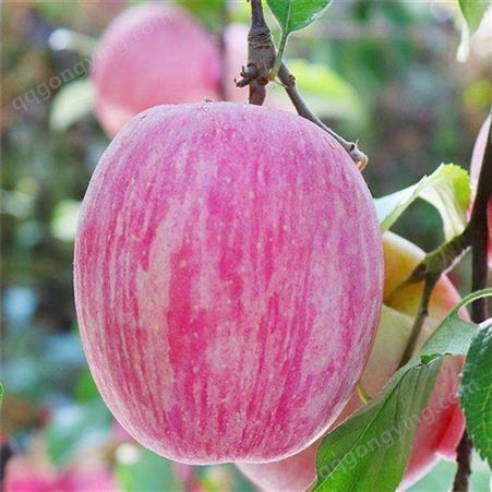 苹果水果市场价格 红富士苹果冷库贮存温度