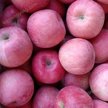 苹果水果市场价格 红富士苹果冷库贮存温度