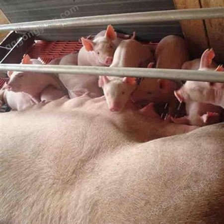 批发仔猪 15公斤崽猪 大白仔猪价格 品种多 繁荣生猪养殖 耐粗粮