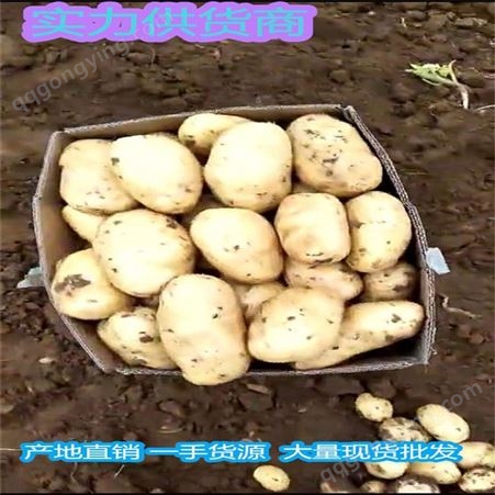 山东省马铃薯批发价格 绿色马铃薯种植基地 昊昌农产品