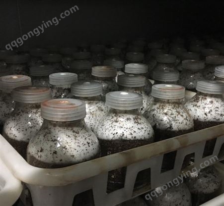 人工种植黑皮鸡枞菌种菌包菌厂直供产量高提供种植技术和食用菌大棚