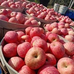 红富士苹果市场价格 3小时前栖霞苹果价格