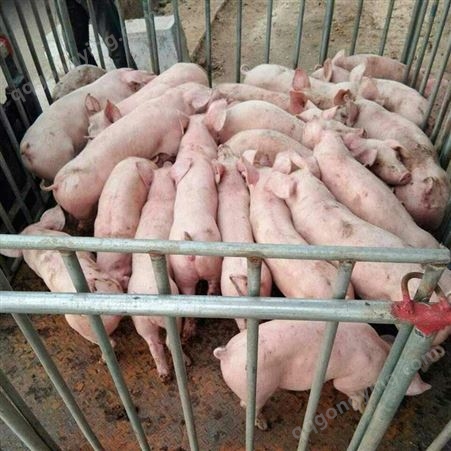 仔猪报价 大型仔猪市场 昊昌 品种齐全包成活