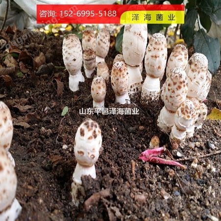 鸡腿菇 食用菌 种子菌包 农产品厂家自制