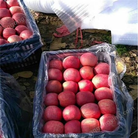 皮薄肉厚的红富士 红富士苹果75-80-90mm冷库苹果