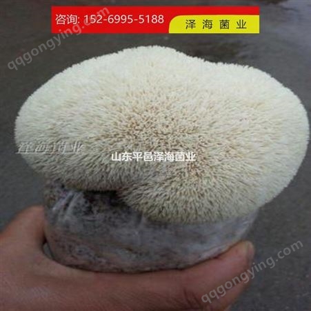 聊城 山东平邑泽海菌业  猴头菇 价格便宜