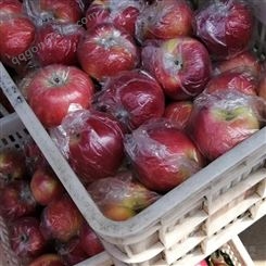 红富士苹果是里的产 一吨苹果放冷库成本