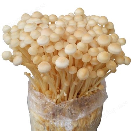 金针菇 黄金针白金针食用菌一级种 试管母种 颗粒种 高温低温菌种