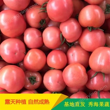 山东西红柿 秀海果蔬 山东西红柿种植基地