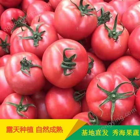 山东西红柿 秀海果蔬 山东西红柿种植基地