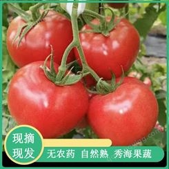 转色快硬粉西红柿 果色均匀 中早熟 无限生长类型