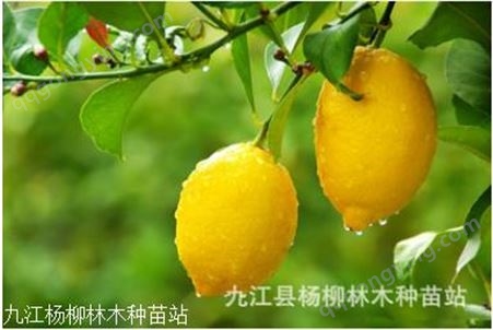 柠檬种子怎么种植 果树种子批发 常绿果树种子 优质柠檬种子
