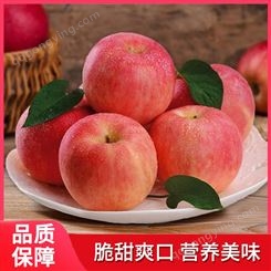 苹果 大量 供应红富士 新鲜 绿色 水果 清甜香脆 果味浓郁