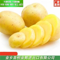 供应新鲜土豆 黄皮土豆代理收购 出口网装土豆
