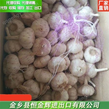 杂交大蒜 紫皮蒜代理收购 出口网装大蒜