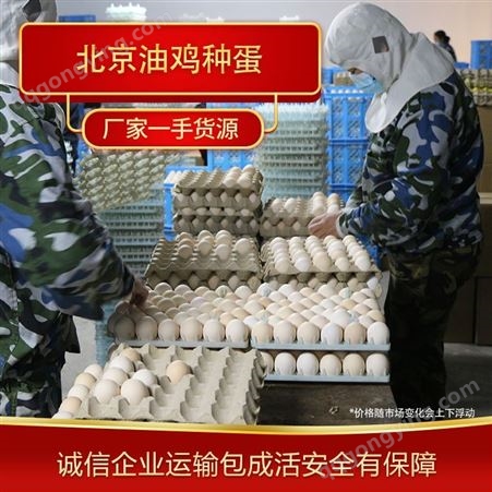 受精蛋客孵化 厂家现货北京油鸡种蛋大量供应可运输