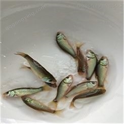 丁桂鱼苗批发价钱是多少 广州中渔鱼苗专业为您供应