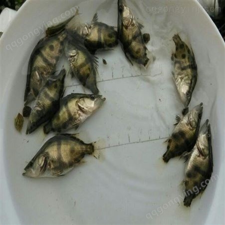 桂鱼 季鱼 鳜鱼苗繁殖场