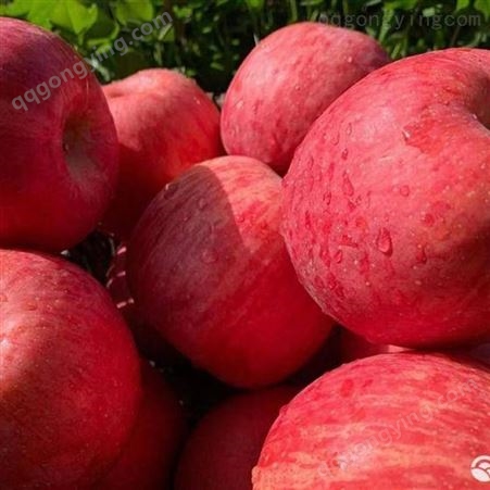 烟台红富士 高甜度红富士苹果价格 应季新鲜苹果批发 会升现摘现发