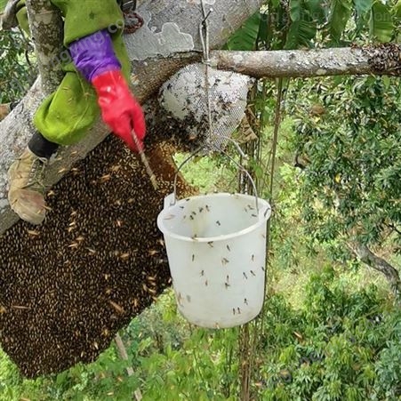 天然野生蜂蜜 大排蜂蜂蜜1斤装 产自云南深山老林
