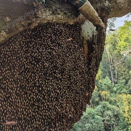 土蜂蜜 原始森林野生蜂蜜 百花蜜 花香浓郁 大自然的馈赠