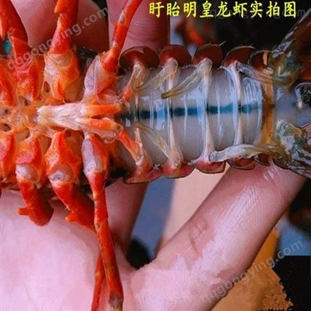 龙虾 小龙虾 养殖小龙虾