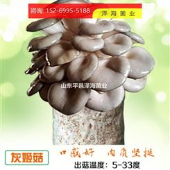 食用菌 种子菌包 农产品厂家自制 姬菇