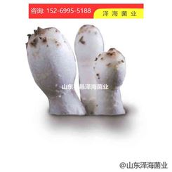 高低温鸡腿菇菌种 优质鸡腿菇菌包