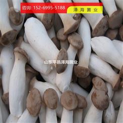 沧州人工种植培育杏鲍菇菌种 出菇率高