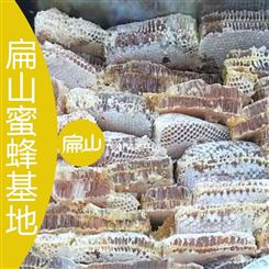 广东福建蜜蜂养殖技术培训中心 云南广西中蜂意巢蜜批发